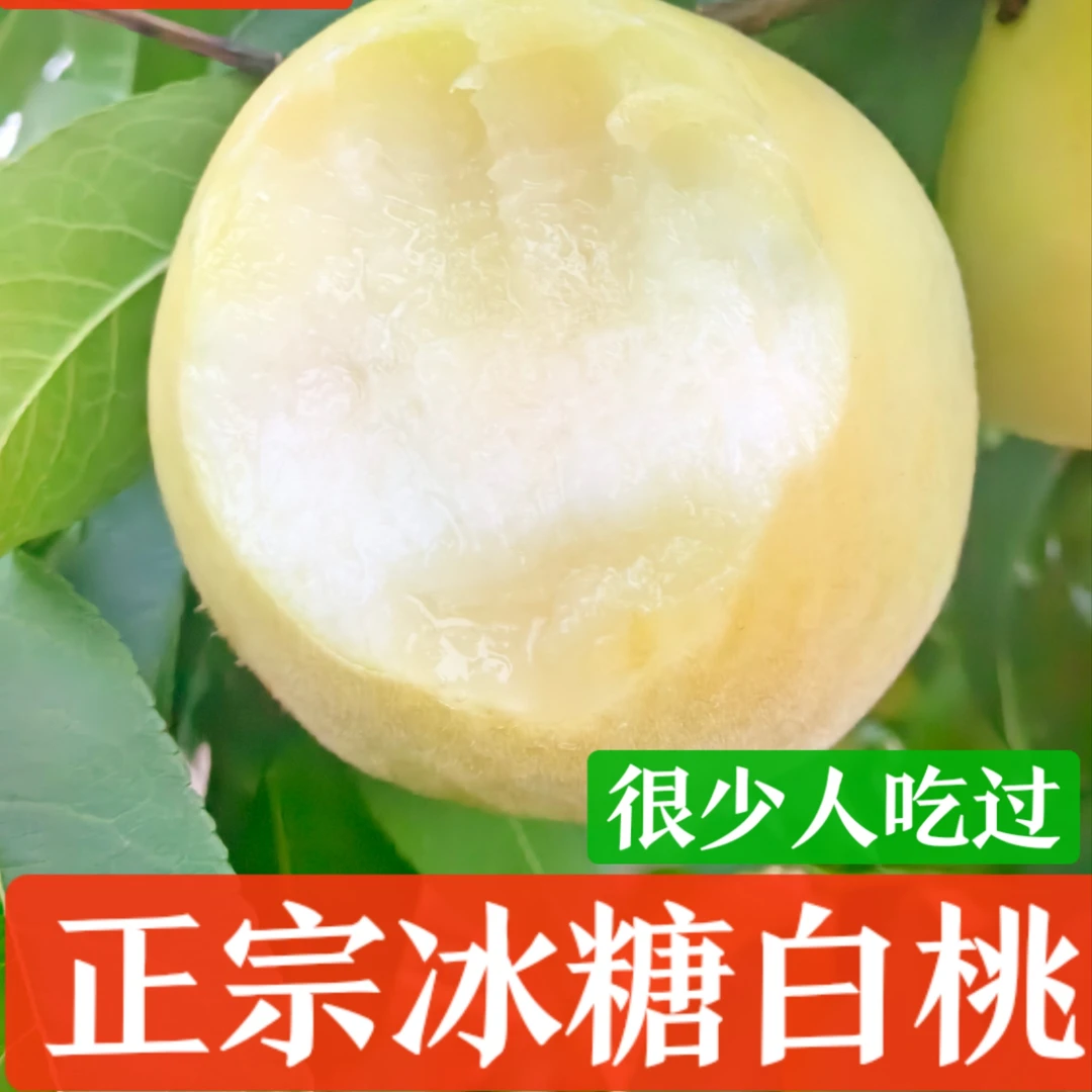 正宗白桃新鲜应季水果露天奶油冰糖大白桃脆甜现摘新鲜应季水果