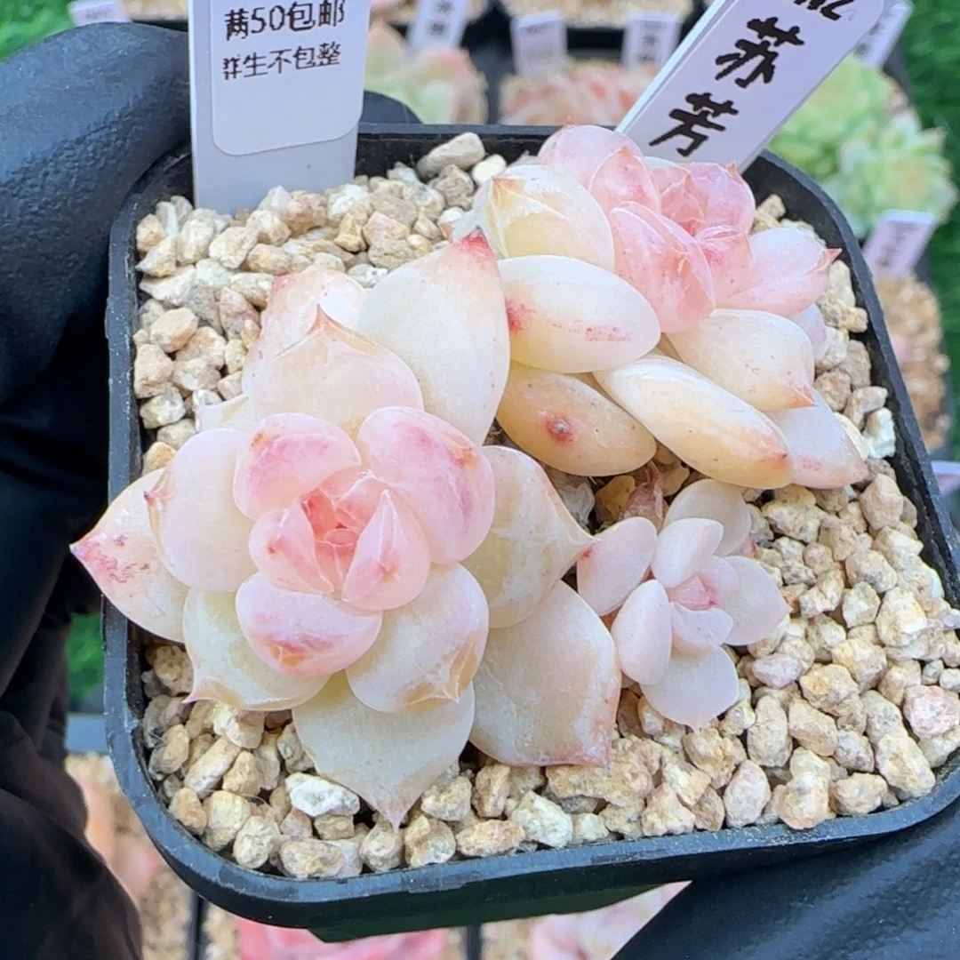 073   苏芳   5厘米盆