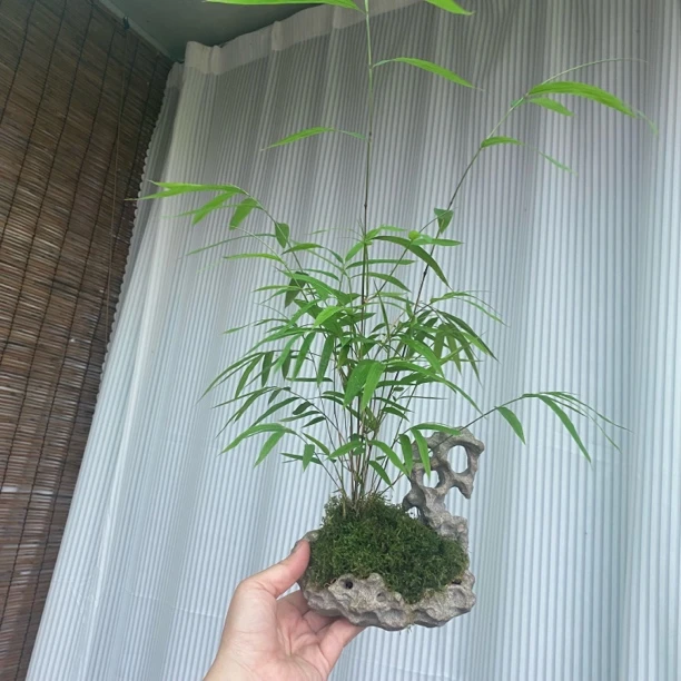 台湾内门竹桌摆仿太湖石造型盆景雅致独特飘逸正宗内门竹茶桌盆栽