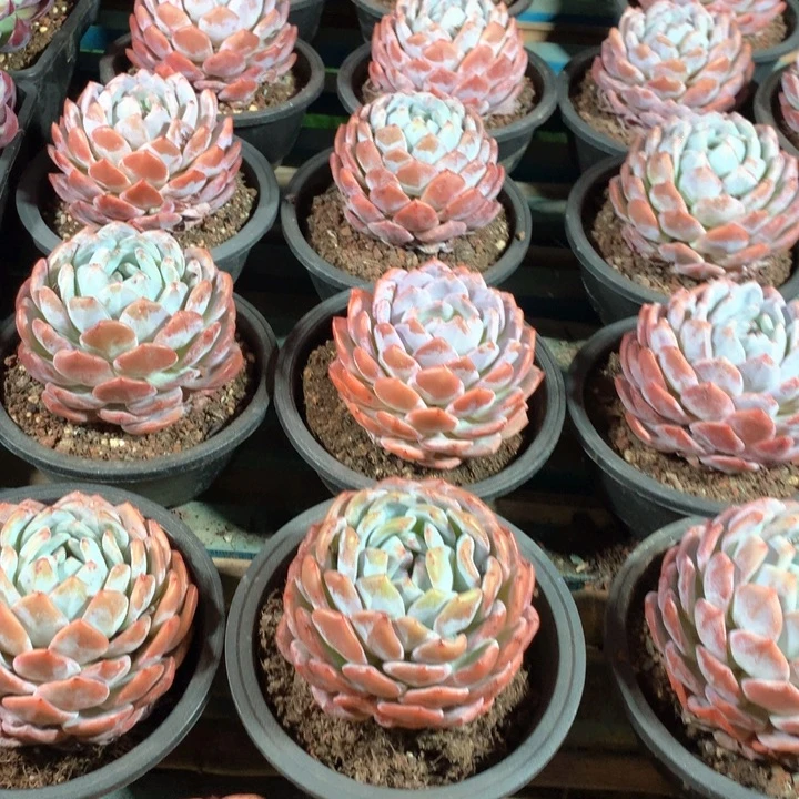 160杯精控单头橙梦露多肉植物