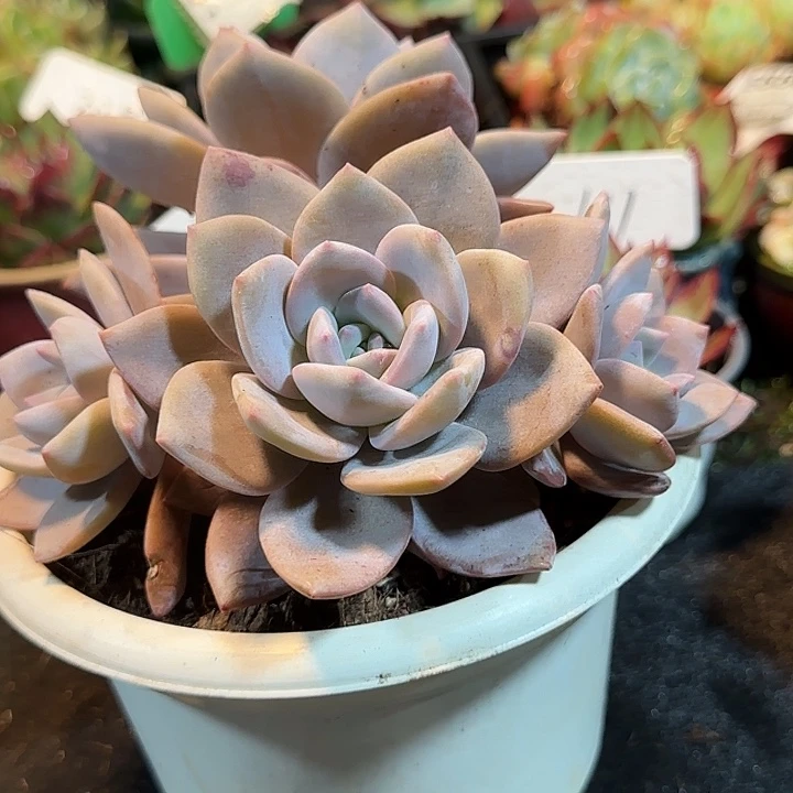 红茶惊鸿一物一拍包装收缩花旱