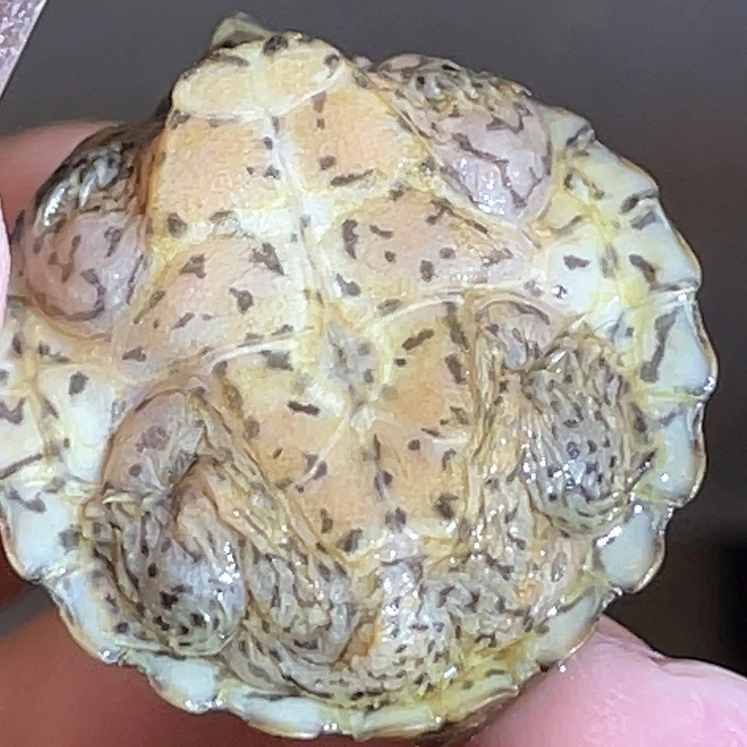 宠物龟不分公母F3全品大粗纹黑刀