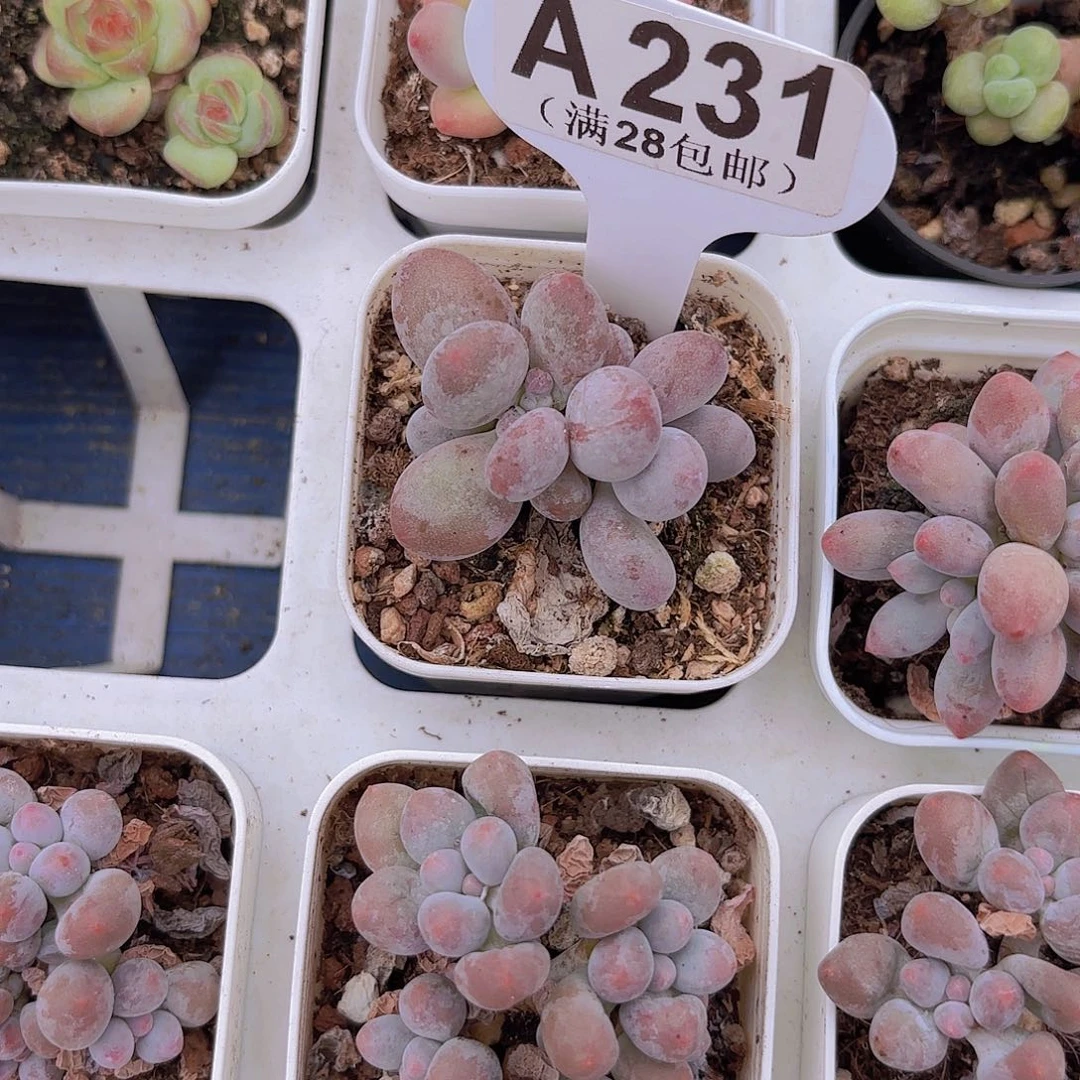 A231蛋黄奶一物一拍