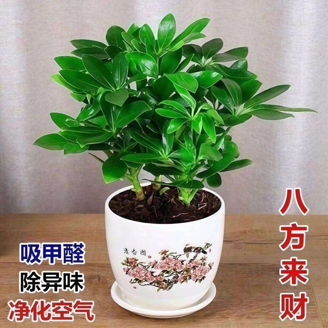 【鸭脚木】绿植大盆栽懒人好养活办公室内八方来财土培水培净化空气