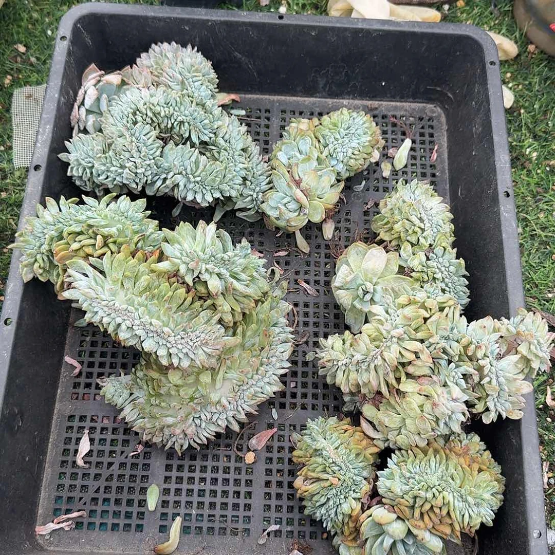 筐拍瑕疵福利呀呀