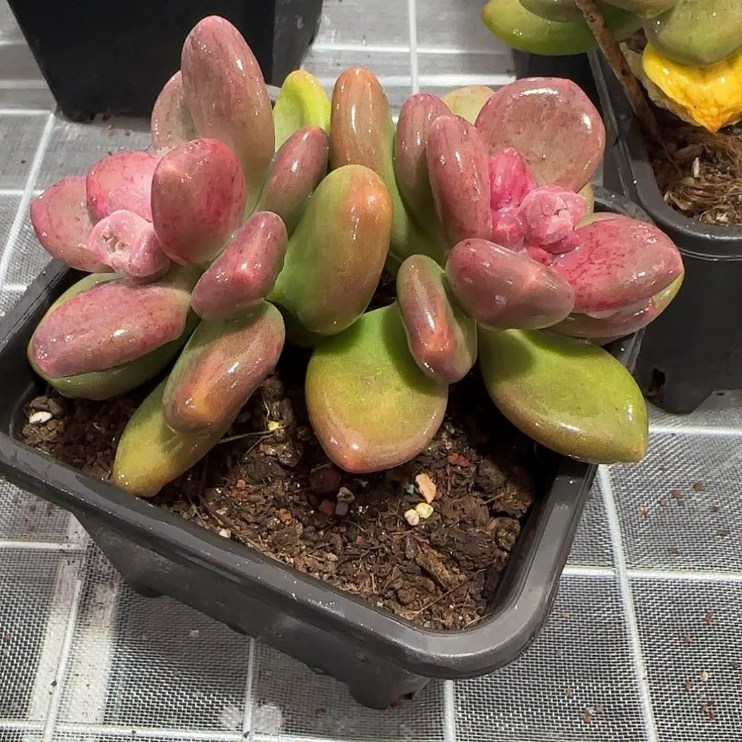 从前慢花园精选芒果奶