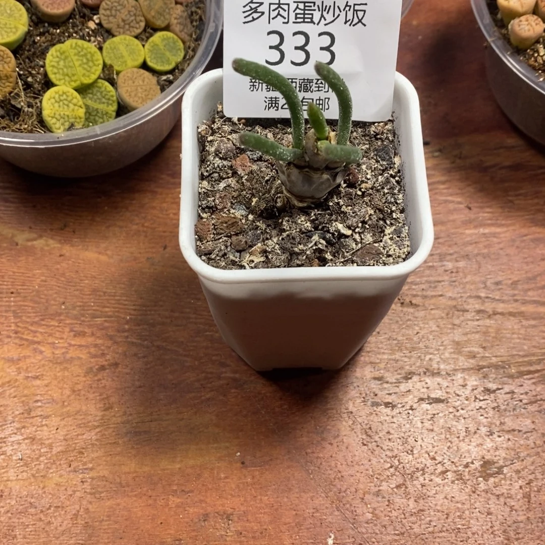 多肉蛋炒饭感谢您相伴333