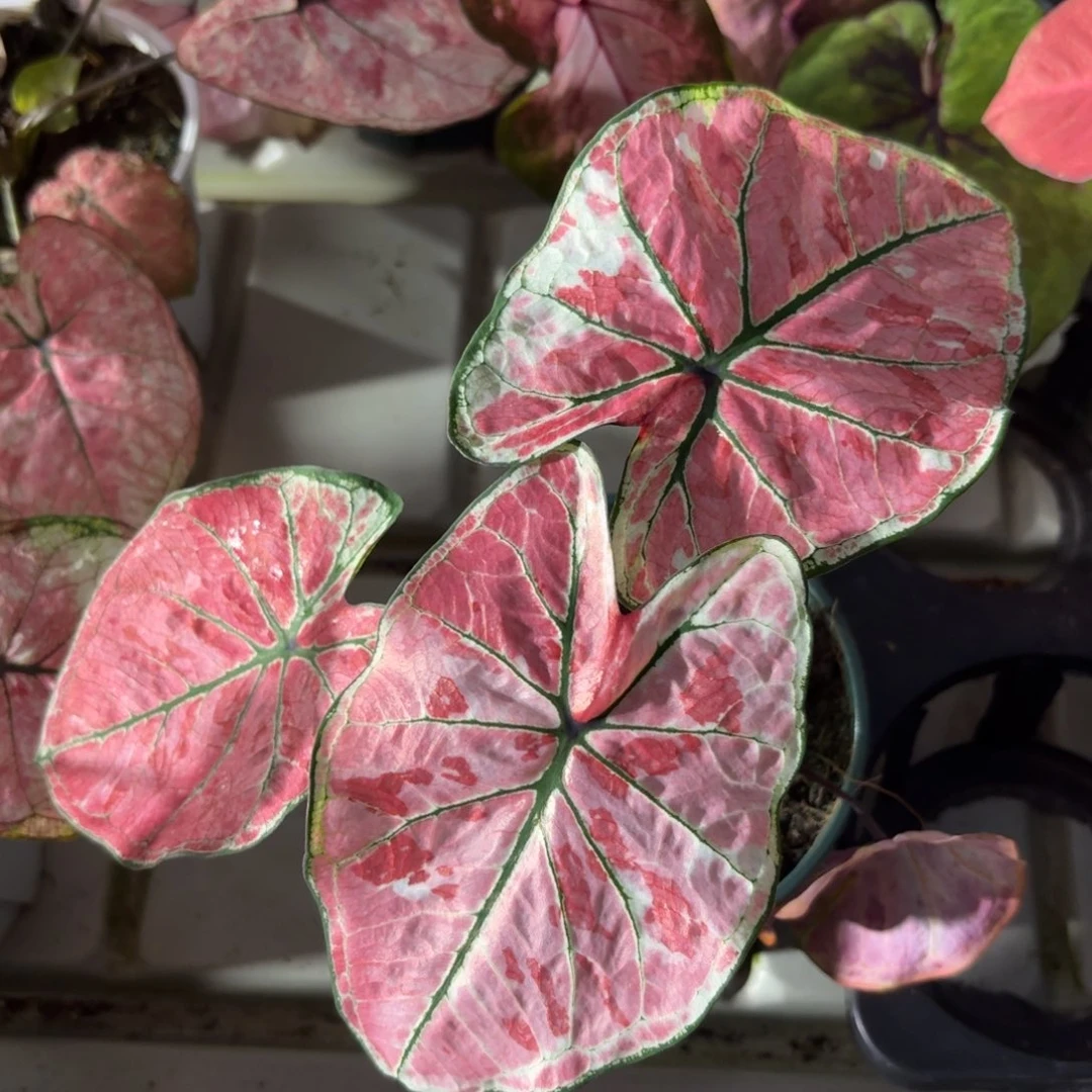 雅哈哈泰国彩叶芋17-1222