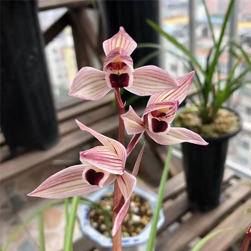 赵鹏推荐--莲瓣兰心心相印