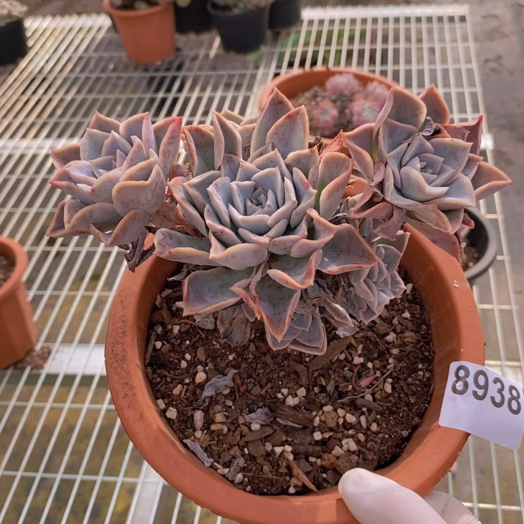 8938哈利沃森一物一拍