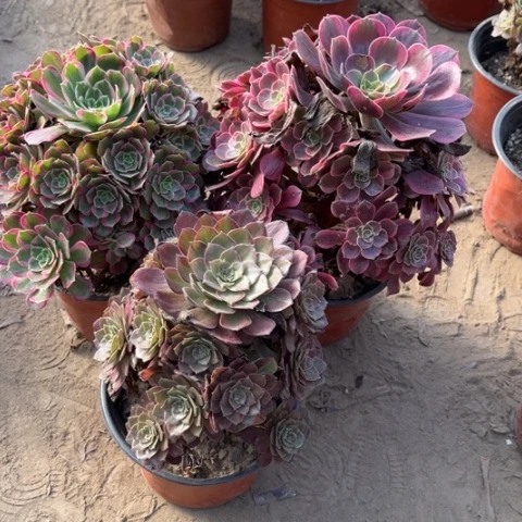 860多肉植物组合，