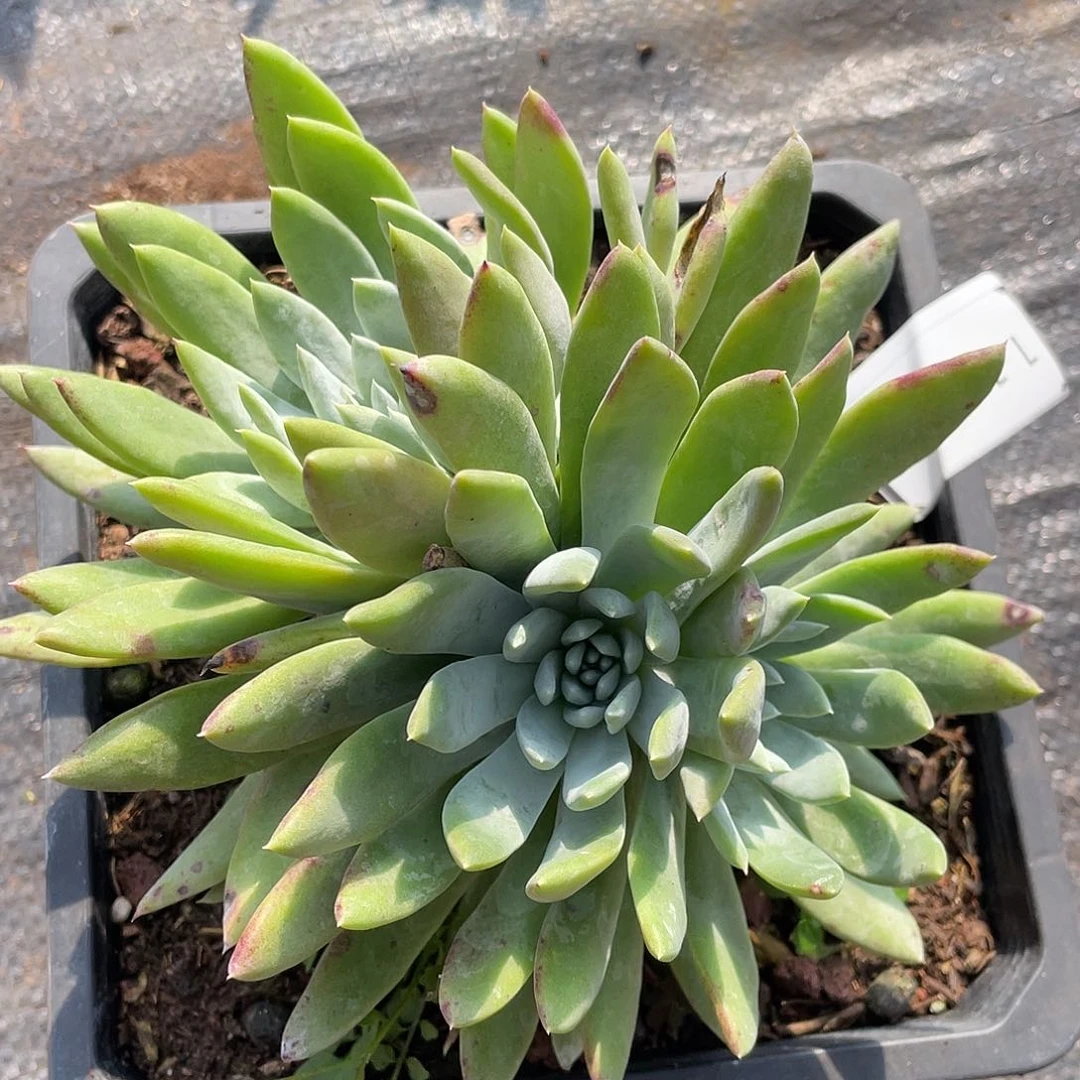 红拇指杂苹果叶11144