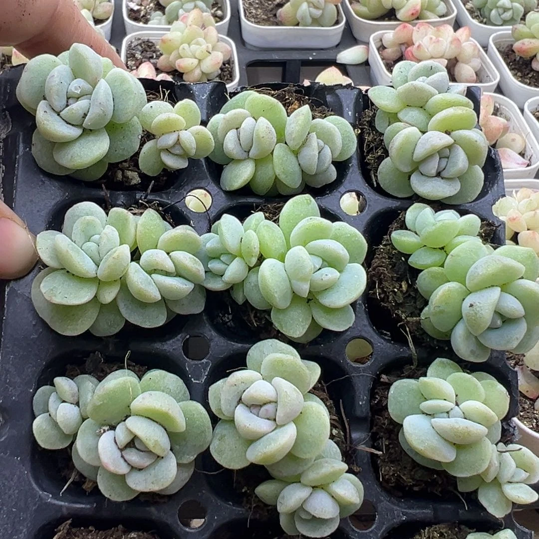 双头石化冰玉12颗