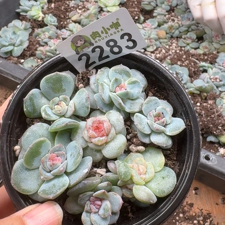 多肉植物多肉植物