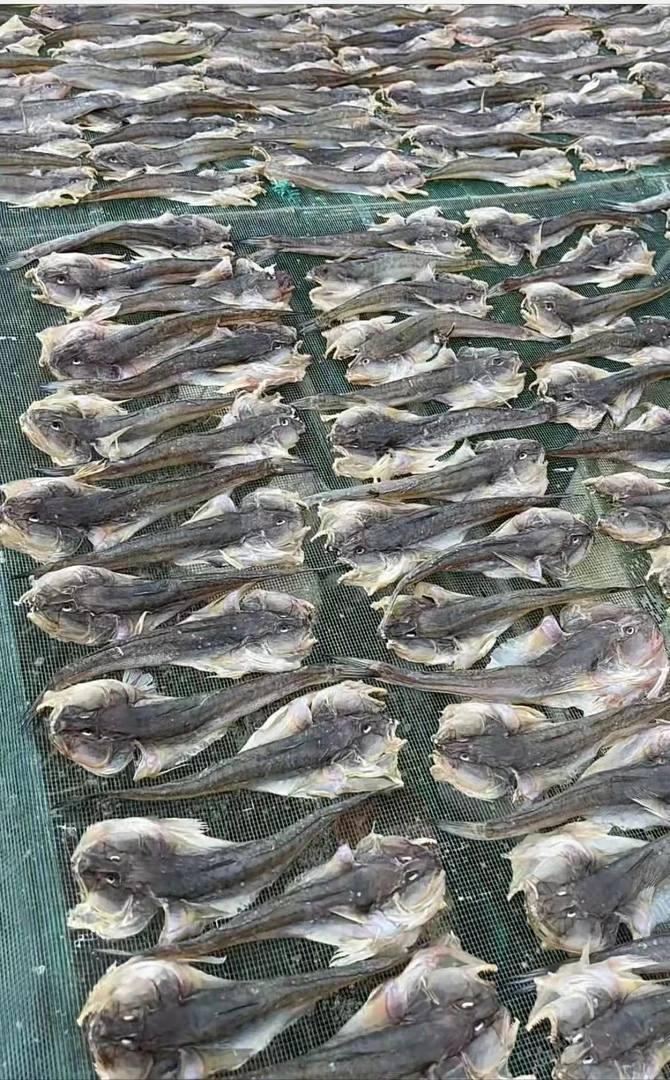 东港特产胖头鱼干,新鲜打捞晾晒 给大家带运费险，京东快递包邮