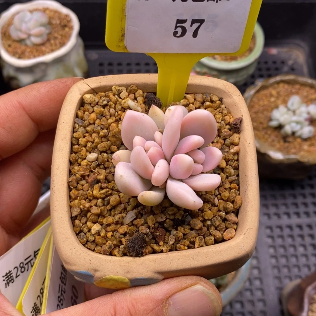 胖****猫657奥普锦多肉植物……