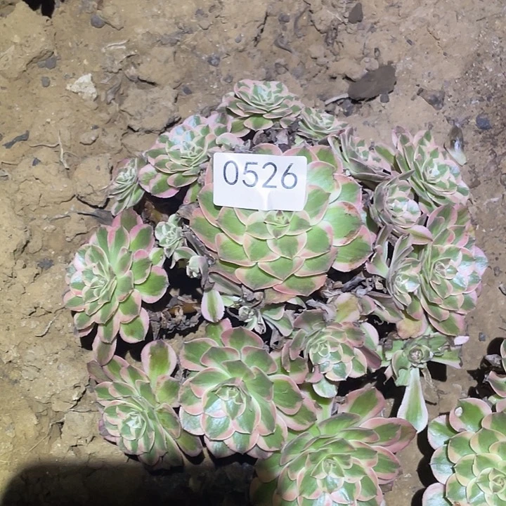 多肉植物法师526云荷4颗
