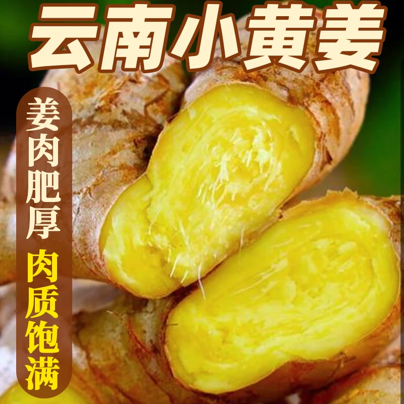 【新鲜现挖】云南小黄姜姜味浓郁辛辣十足产地现挖现发