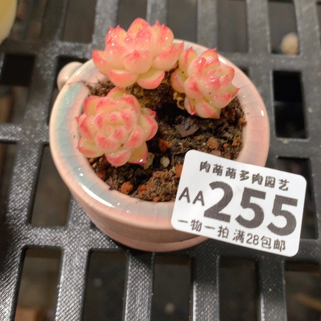 肉萌萌拇指盆精控多肉AA255