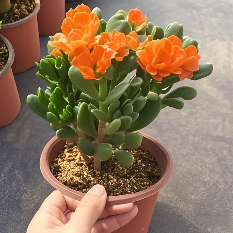 吸财树老桩招财新手好养室内绿植阳台盆栽花卉组合多肉多头招财猫