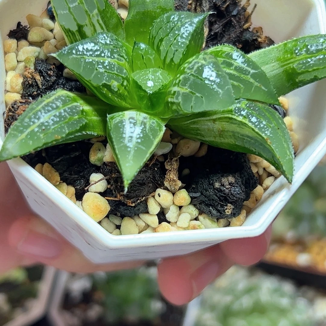 青木锦十二卷多肉植物
