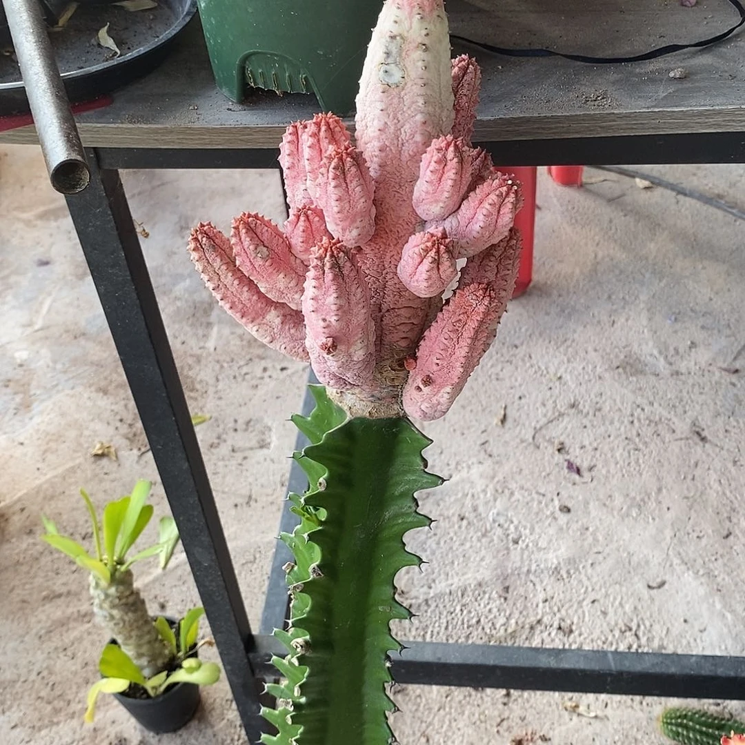 雅迪麒麟锦一物一拍