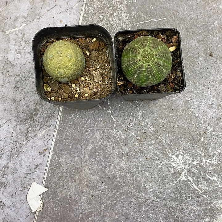 闲*一物一拍二棵仙人球