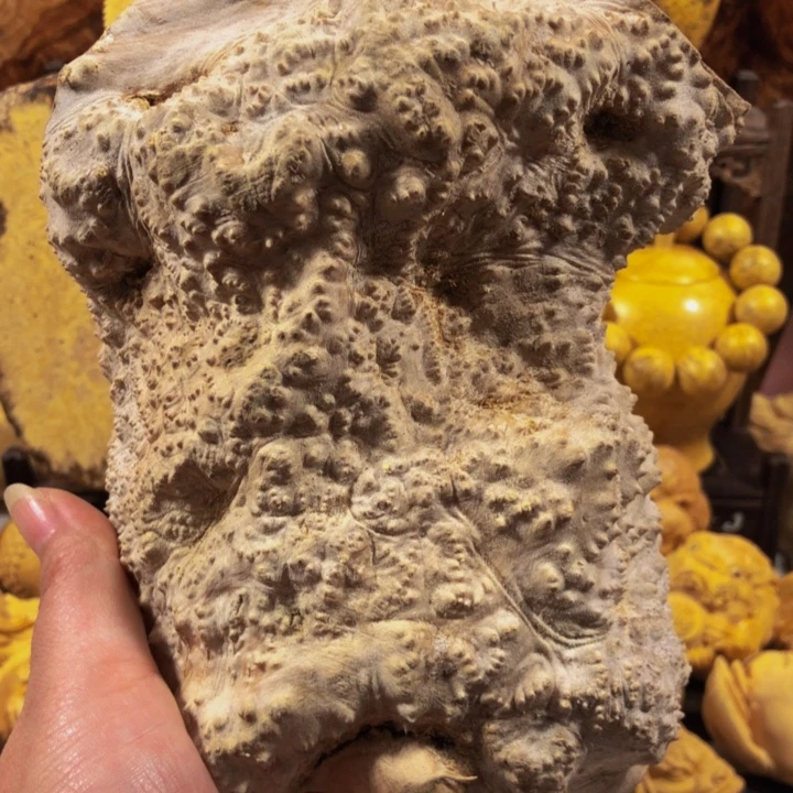 定***主木木料木料木料木料