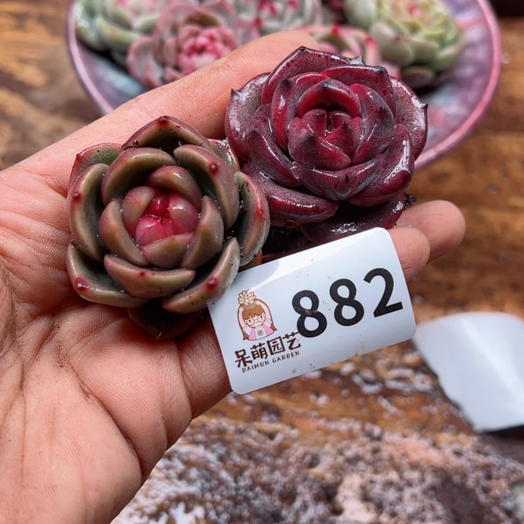 多肉植物多肉植物