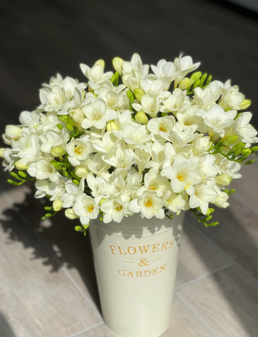 【白色+黄色香雪兰】天然香薰 家庭插花 云南基地直发 应季花材