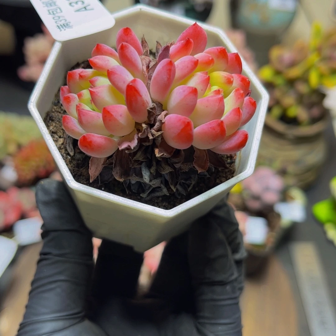 335蓝苹果5厘米多肉