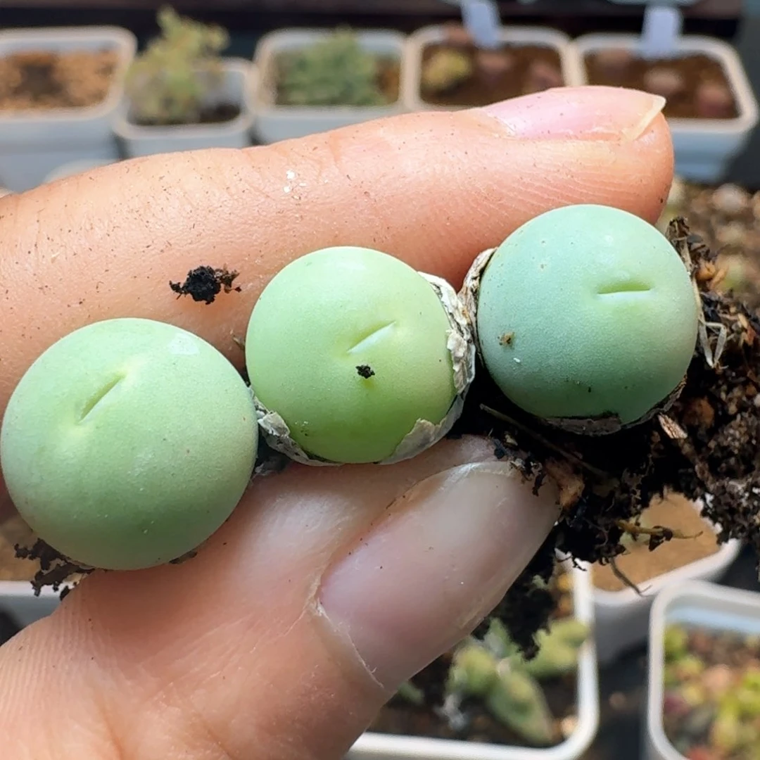 83鸽子蛋三颗000000000