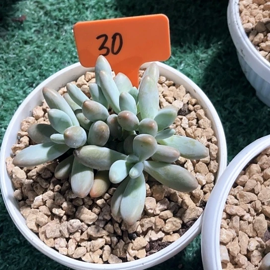 白兰地60号码牌子的