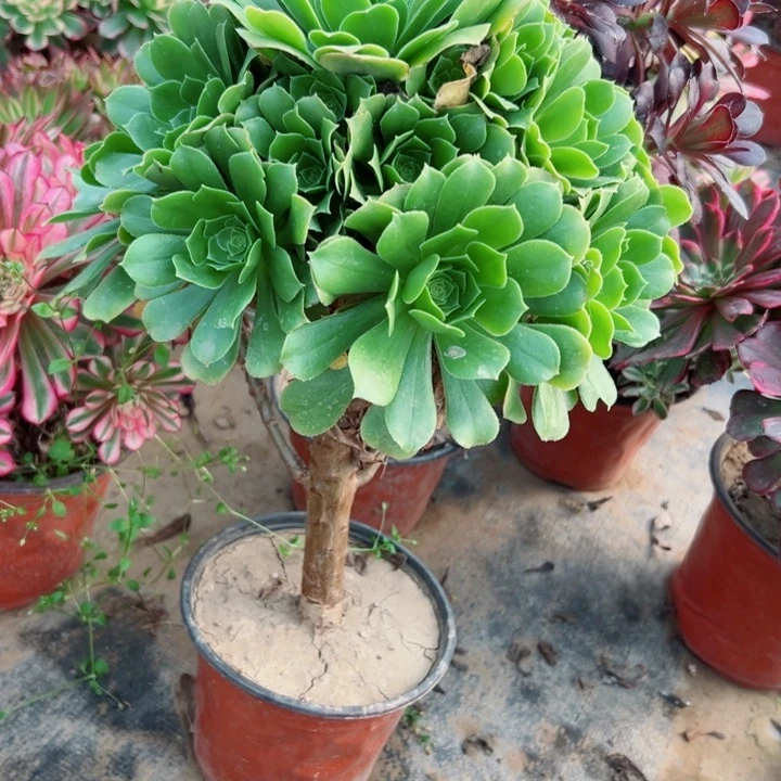 251绿羊绒多肉植物有断枝