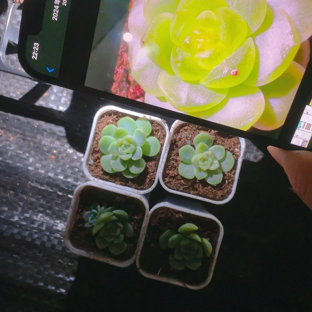 无尽灯大苗一个满25包邮