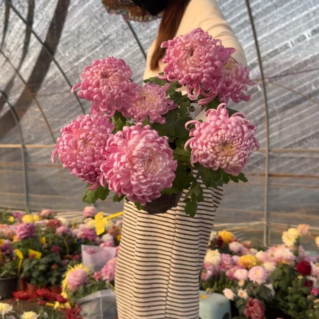 E***n完全开放国华兼六香