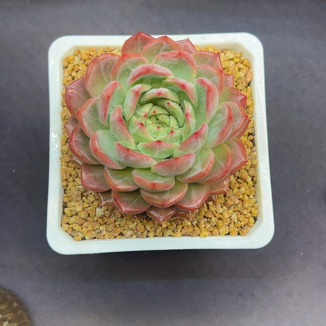 红鸾大单头多肉植物