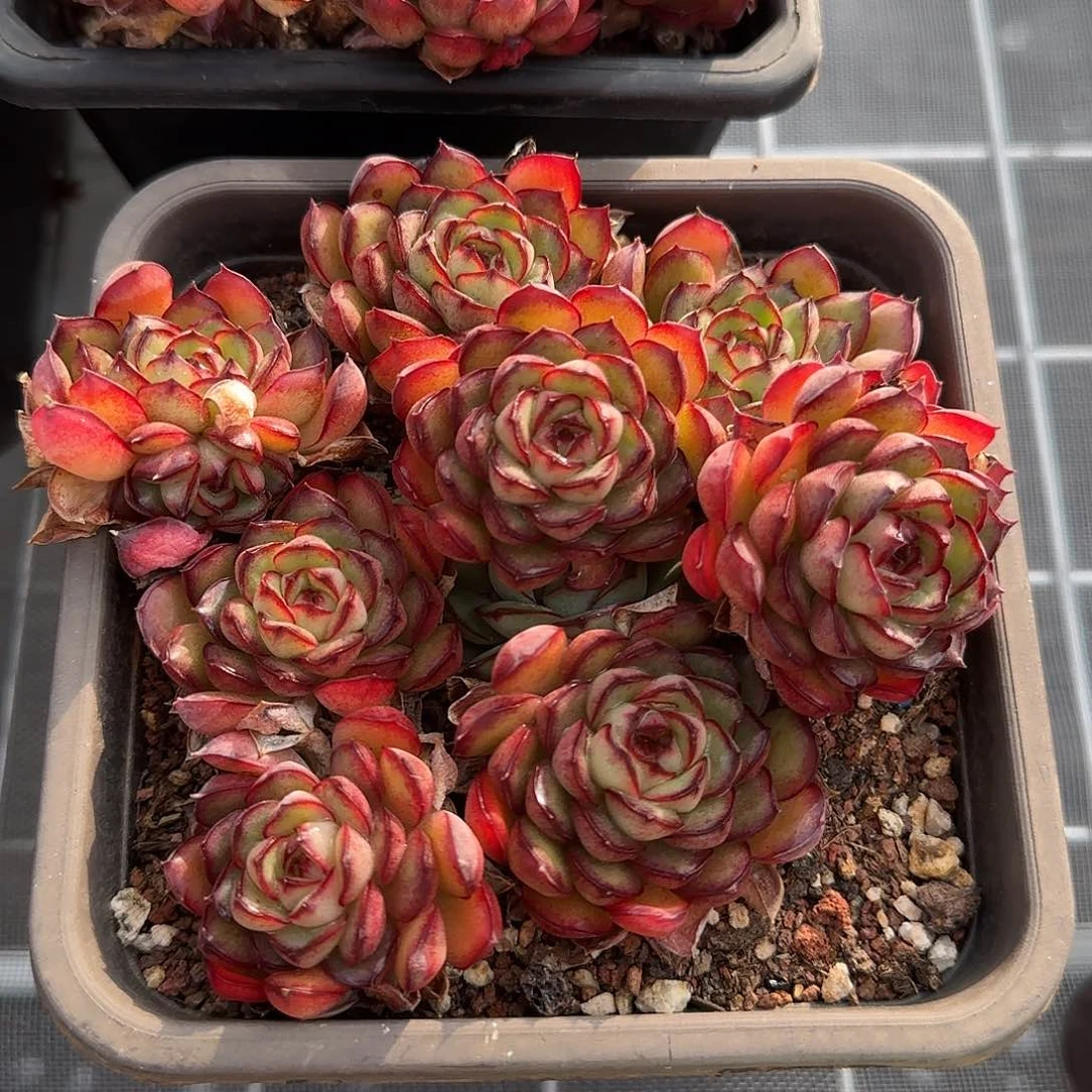 从前慢花园精选萤火虫