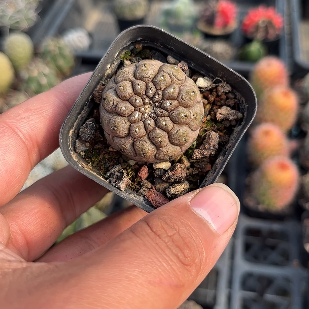 蜥蜴皮单头发货单头