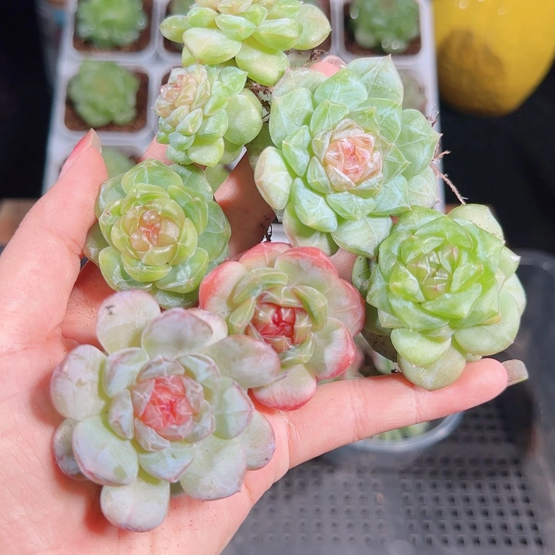 1001--122麦秆优选不包整