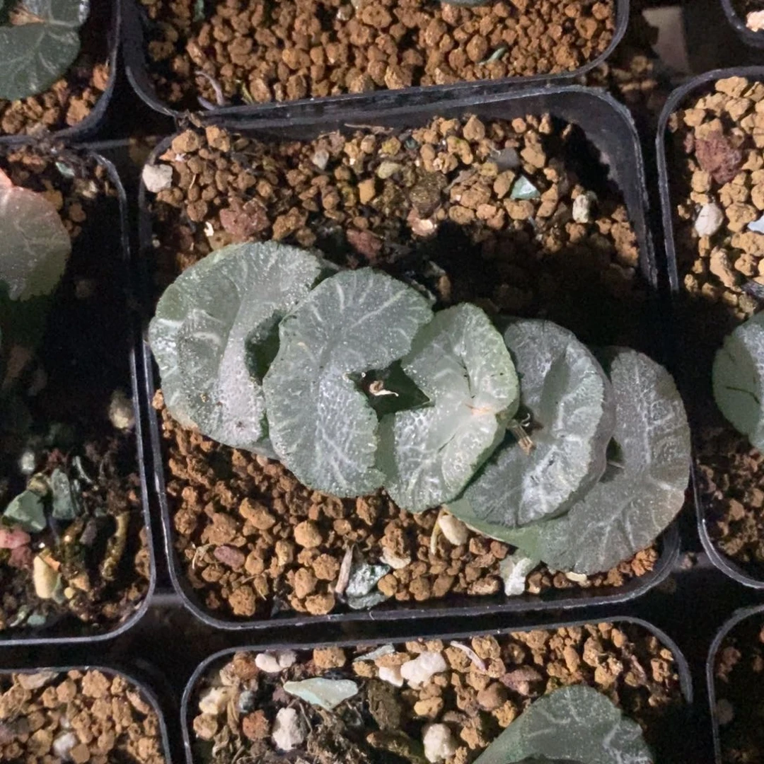 一颗牛逼玉扇。