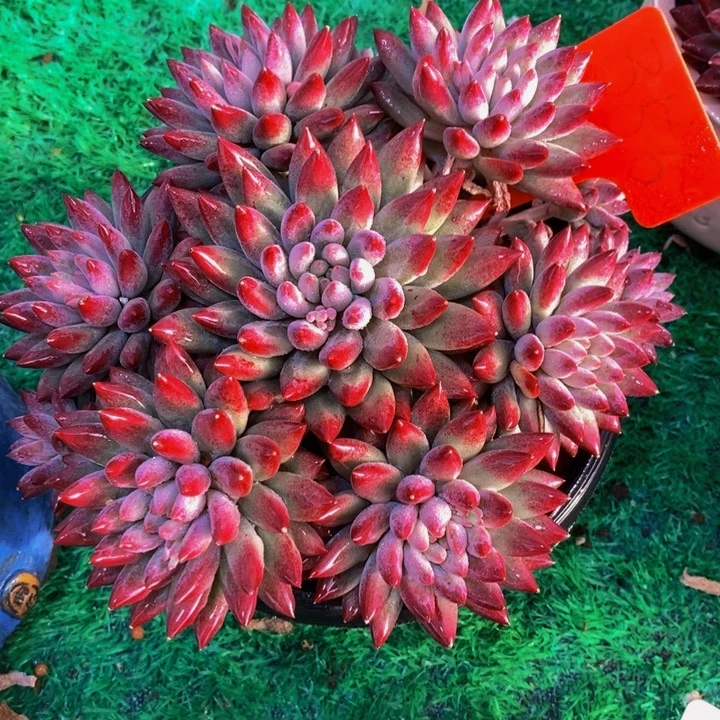 在家闲不住也可以用