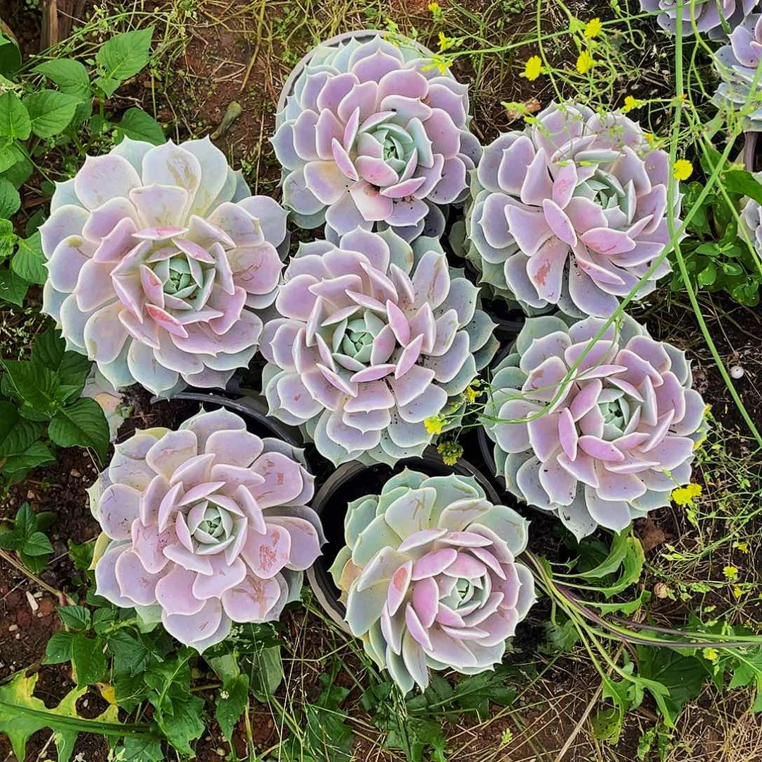 露娜莲7颗大单头福利19.8，脱土发货