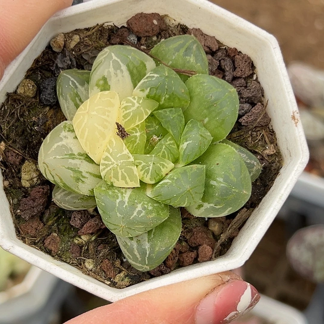 多肉植物宝草锦单头