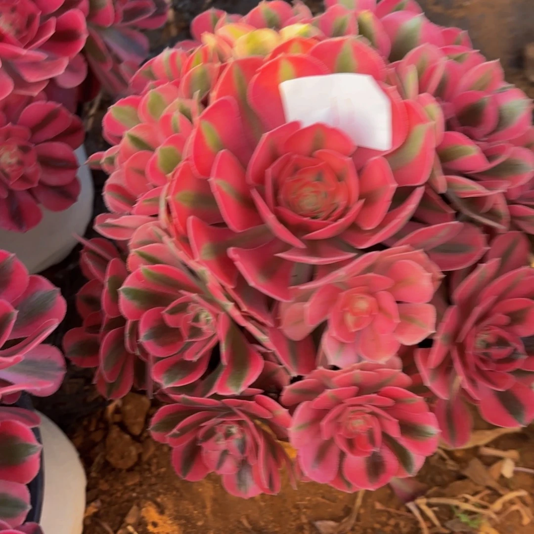 云南水蜜桃好看11号