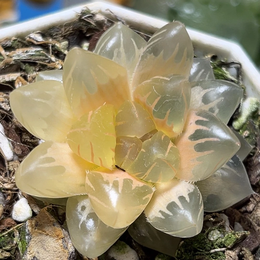 恭喜发财大吉大利0058