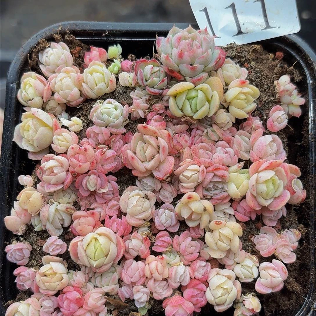 多肉植物多肉植物111