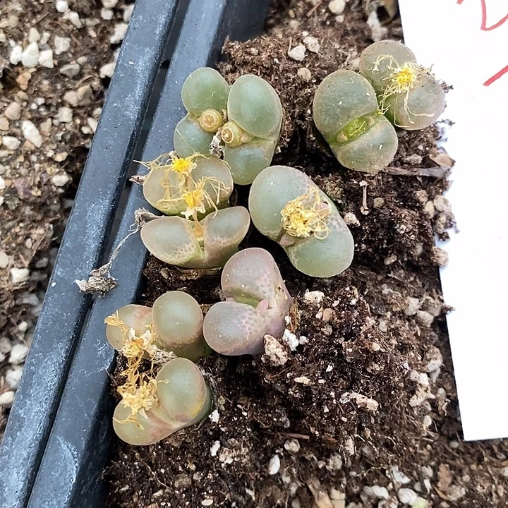 23323。  一组风铃。