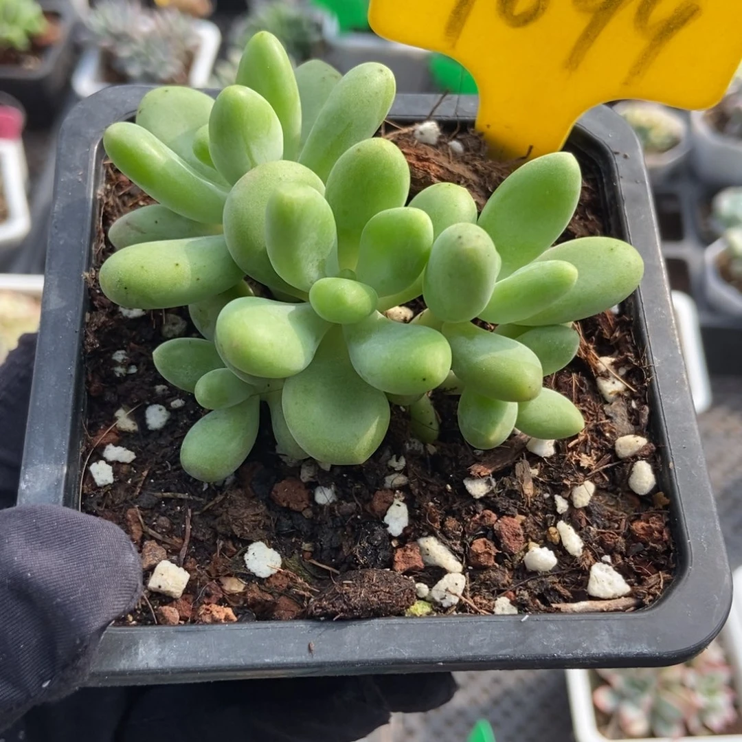 1099芒果奶多肉植物