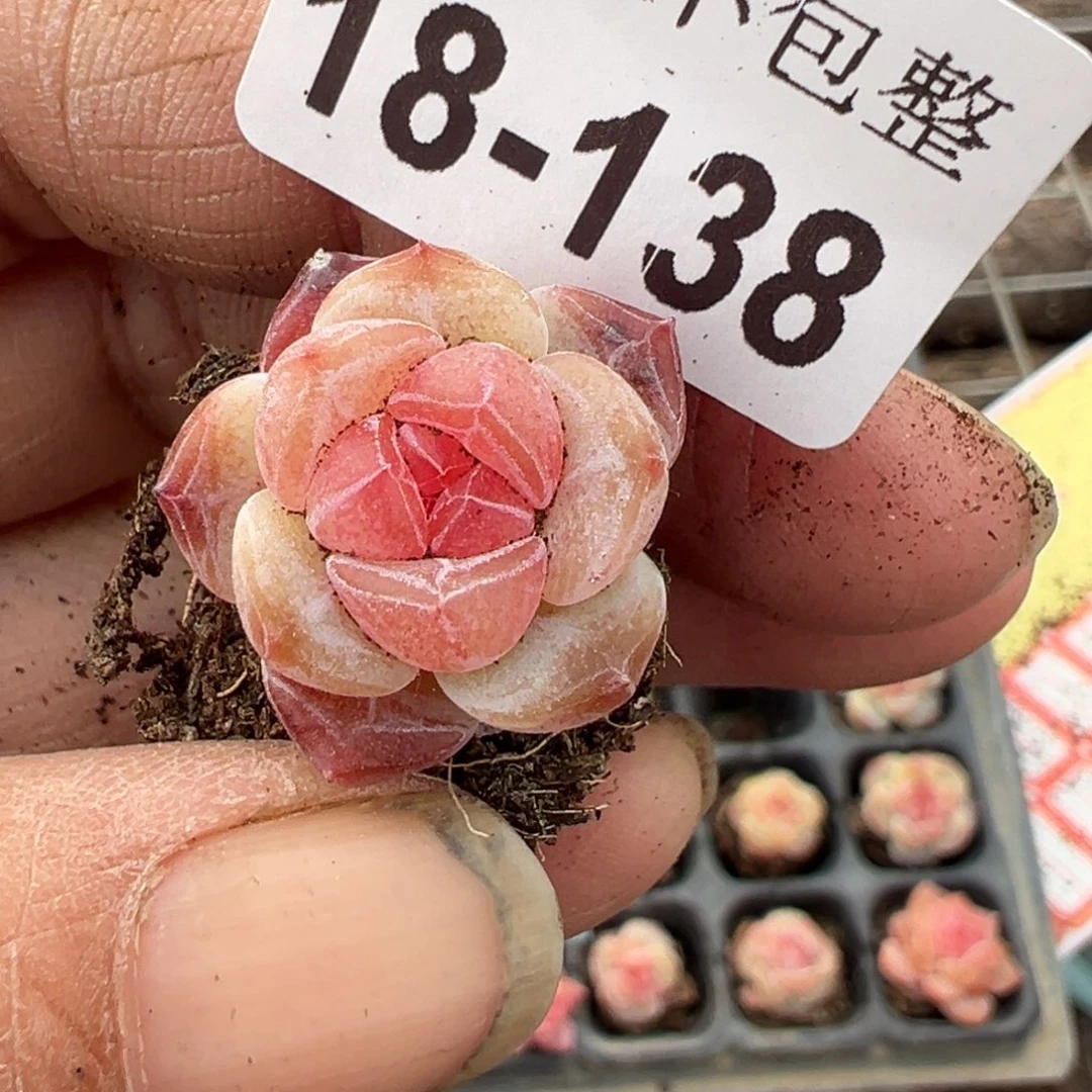 小卡拉米糖心一物一拍18-138
